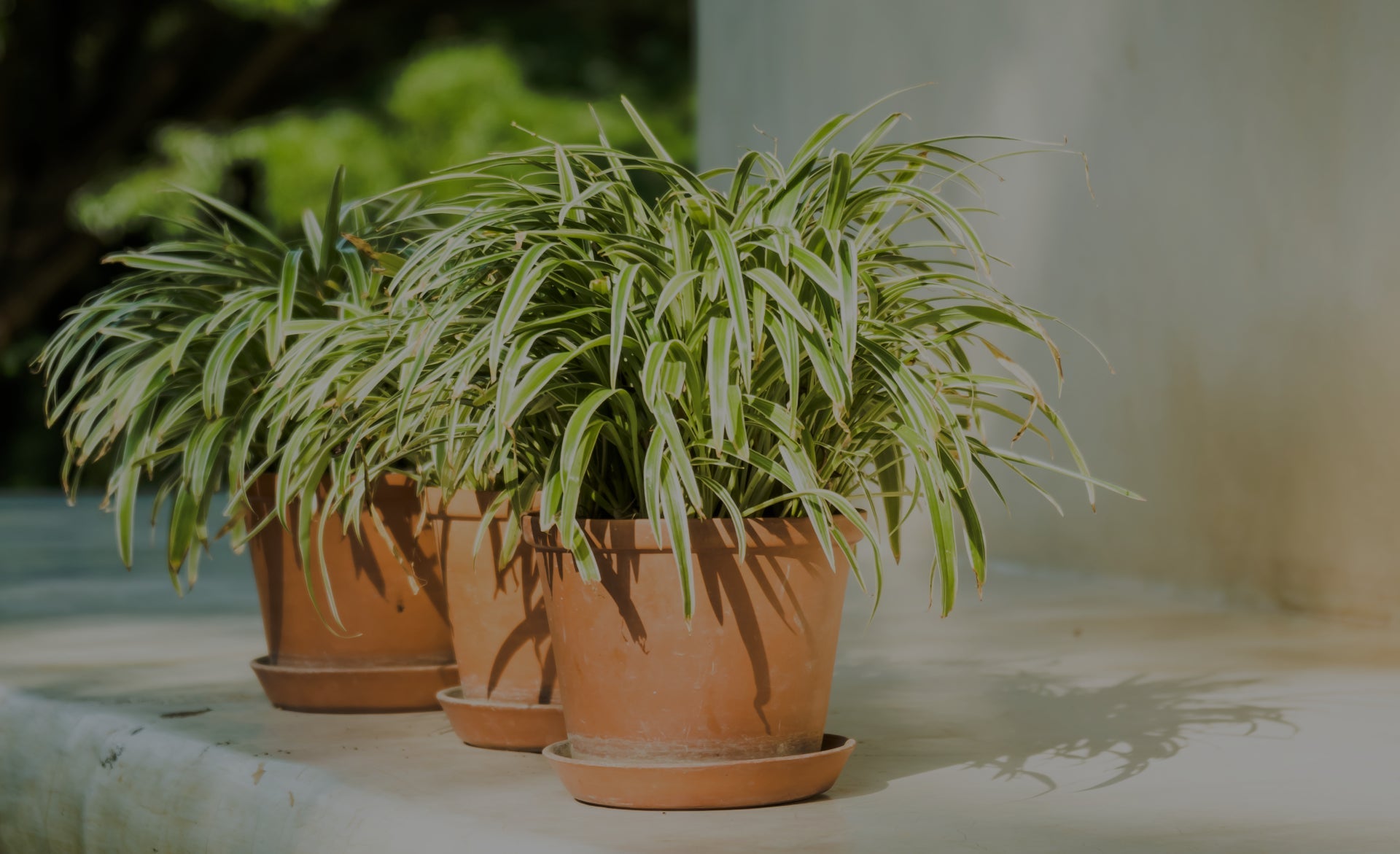 ¿Cómo elegir lo mejor para mi jardín? - TOOL Ferreterías